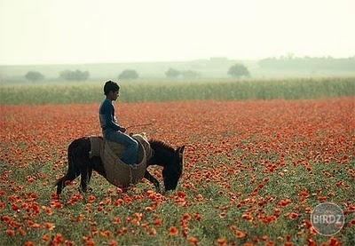 Near Kairouan, Tunisia, 1979