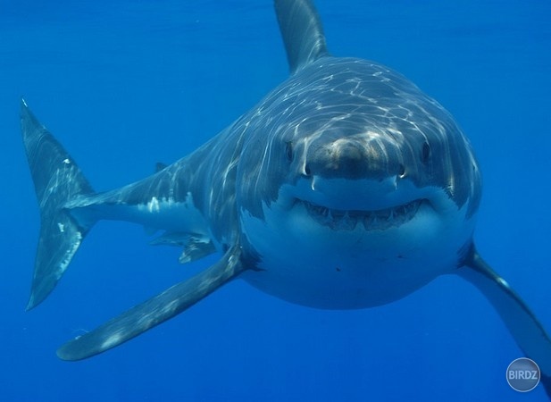 Grey reef shark