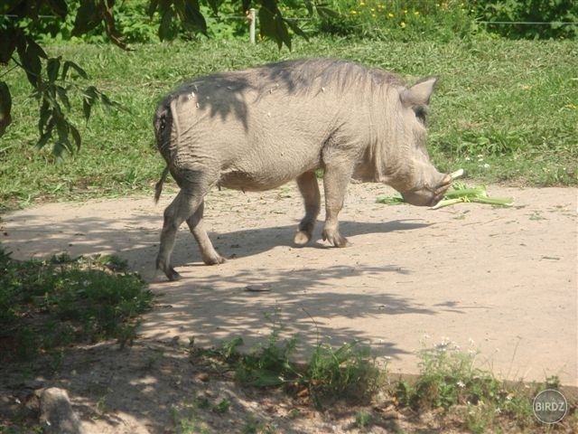 Obrázok