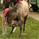 natural horsemanship - práca zo zeme. nacvičovanie poklony :P