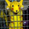 pika pikaaa ♥ :D