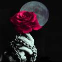 dark rose