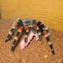 Smithi papá...