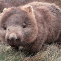 wombat ^^