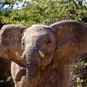 DAMARALAND - filmár a fotograf Miro Pokorný Vás pozýva na Foto Safari do najfotogenickejšej krajiny sveta - viac info na: http://www.offroadtours.sk/fotosafari.html (Foto: Julo Nagy Namíbia/2008)