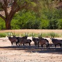 HOANIB RIVIER - filmár a fotograf Miro Pokorný Vás pozýva na Foto Safari do najfotogenickejšej krajiny sveta - viac info na: http://www.offroadtours.sk/fotosafari.html (Foto: Julo Nagy Namíbia/2008)