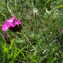 Ukážka z obrázkov v albume FAUNA A FLORA