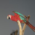 Papagáj, ktorý vie rozprávať ale nevie lietať (rofl)