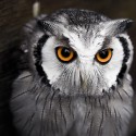 Ukážka z obrázkov v albume Owls