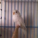 my budgerigar.......cize andulka..keby niekto nevedel