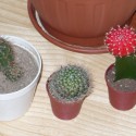 Moje kaktusy
