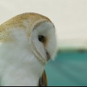 Ukážka z obrázkov v albume Owls