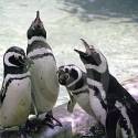 spievajúce tučniaky