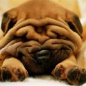 shar-pei..kraaasny