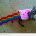 nyan caaaaat=D