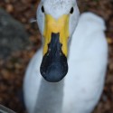 Laponsko ZOO