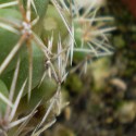 Kaktusák.čo dodať-pichlavý