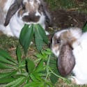 aj my zajkovia máme radi okrem mrkvičky aj marišku........