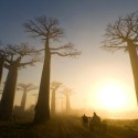 Madagaskar - východ slnka osvetluje 80 metrov dlhé Baobaby