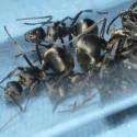 Polyrhachis wolfi, kolónia za cca 60euro