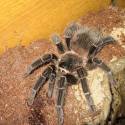 Lasiodora