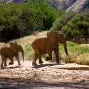 HOANIB RIVIER - filmár a fotograf Miro Pokorný Vás pozýva na Foto Safari do najfotogenickejšej krajiny sveta - viac info na: http://www.offroadtours.sk/fotosafari.html (Foto: Julo Nagy Namíbia/2008)