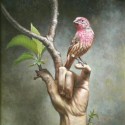 Steven Kenny-The Perch