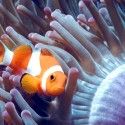 Occelaris clownfish