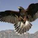 harris hawk sa to vola