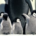 March of the penguins...milujem ich! (: