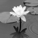 BW waterlilly