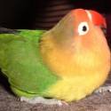 môj papoušek