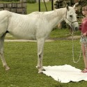 natural horsemanship - práca zo zeme