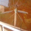 tipula