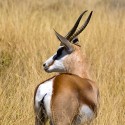 NP ETOSHA - filmár a fotograf Miro Pokorný Vás pozýva na Foto Safari do najfotogenickejšej krajiny sveta - viac info na: http://www.offroadtours.sk/fotosafari.html (Foto: Julo Nagy Namíbia/2008)