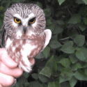 owl magic