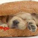 Hot dog... heh =)