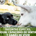 https://www.facebook.com/santuarioigualdadinterespecie