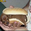 tomu hovoriiim HOTDOG....