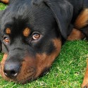 Jeee toto je nadherne psica, psik hm lol..no nie Rottweiler

..jeeehooo takrhoto havka, havinka by som chcel hm lol..imho lol...