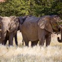 DAMARALAND - filmár a fotograf Miro Pokorný Vás pozýva na Foto Safari do najfotogenickejšej krajiny sveta - viac info na: http://www.offroadtours.sk/fotosafari.html (Foto: Julo Nagy Namíbia/2008)