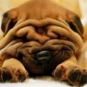 Shar-pei