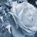 Blue..white rose...