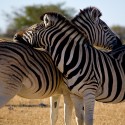 NP ETOSHA - filmár a fotograf Miro Pokorný Vás pozýva na Foto Safari do najfotogenickejšej krajiny sveta - viac info na: http://www.offroadtours.sk/fotosafari.html (Foto: Julo Nagy Namíbia/2008)