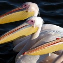 WALVIS BAY - filmár a fotograf Miro Pokorný Vás pozýva na Foto Safari do najfotogenickejšej krajiny sveta - viac info na: http://www.offroadtours.sk/fotosafari.html (Foto: Miloš Bubán Namíbia/2004)