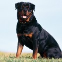 Ale ani Rottweiler nie je hocičo :) 