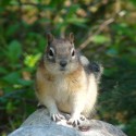 chipmunk :)