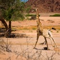 HOANIB RIVIER - filmár a fotograf Miro Pokorný Vás pozýva na Foto Safari do najfotogenickejšej krajiny sveta - viac info na: http://www.offroadtours.sk/fotosafari.html (Foto: Julo Nagy Namíbia/2008)