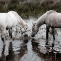 White Horses