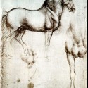 study of a horse